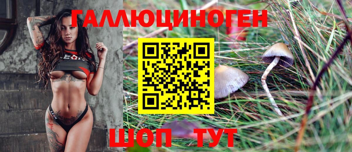 Пугачёв  Галлюциногенные грибы Psilocybe  Вход с VPN 